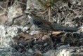 /album/critically-endangered-animals/a88310996-dab1yet0-spottedquailthrush-jpg1/