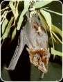/album/critically-endangered-animals/ac1-31413-jpg1/