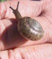 /album/critically-endangered-animals/boggomosssnail-jpg1/