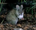 /album/critically-endangered-animals/gilberts-p-m1119547-jpg1/