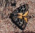 /album/critically-endangered-animals/golden-sun-moth-photo-fabian-douglas-jpg1/