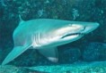 /album/critically-endangered-animals/grey-nurse-fish-soup-jpg1/